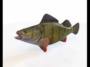 50 fish collection low poly s Model 3D