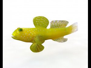 50 fish collection low poly s Model 3D