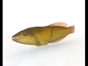 50 fish collection low poly s Model 3D