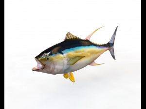 50 fish collection low poly s Model 3D