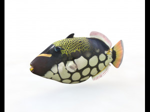 50 fish collection low poly s Model 3D