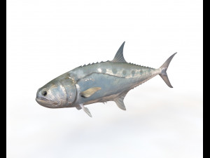 50 fish collection low poly s Model 3D