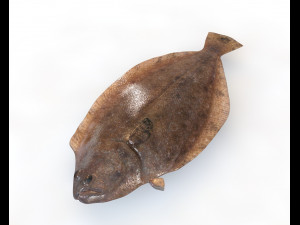 50 fish collection low poly s Model 3D
