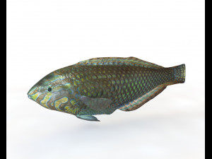 50 fish collection low poly s Model 3D