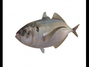 50 fish collection low poly s Model 3D