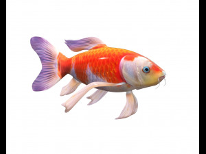 50 fish collection low poly s Model 3D