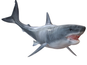 50 fish collection low poly s Model 3D