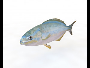 50 fish collection low poly s Model 3D