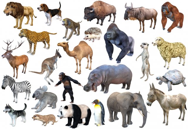 25 rigged zoo animals collection 3D 모델 .c4d .max .obj .3ds .fbx .stl .blend 