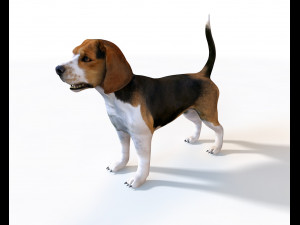25 rigged zoo animals collection 3D 모델