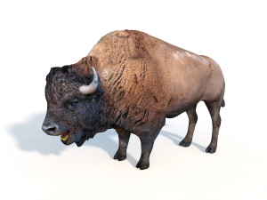 25 rigged zoo animals collection 3D 모델