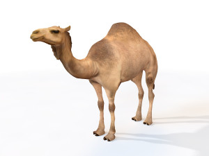 25 rigged zoo animals collection 3D 모델
