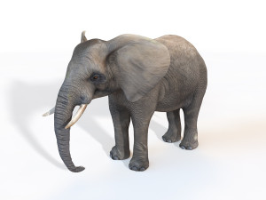 25 rigged zoo animals collection 3D 모델