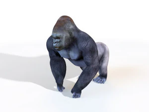 Collezione di 25 animali dello zoo truccati Modello 3D