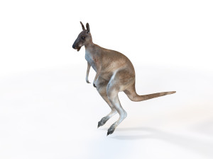 25 rigged zoo animals collection 3D 모델