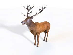 25 rigged zoo animals collection 3D 모델