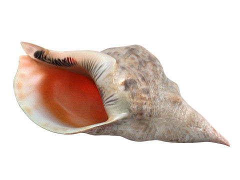 Conch shell v1 3D-Modell