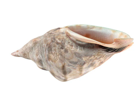 法螺貝 v1 3Dモデル