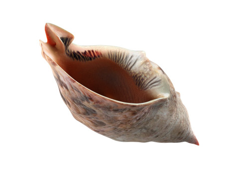 Conch shell v1 3D Model