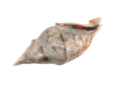 Conch shell v1 3D Model