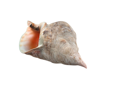 Conch shell v1 3D Model