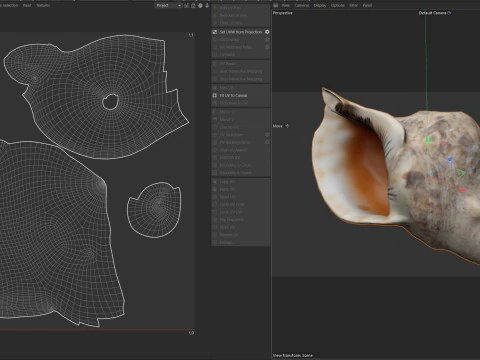 法螺貝 v1 3Dモデル