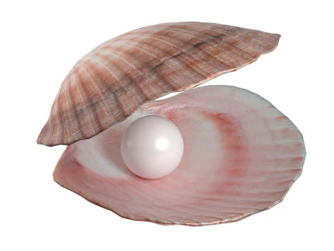 P&eacute;rola de concha Modelo 3D