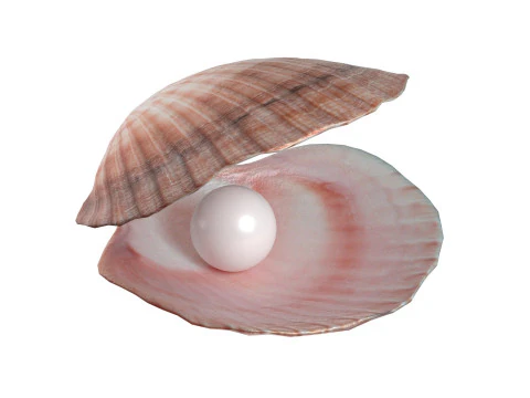 コンクシェルパール 3Dモデル