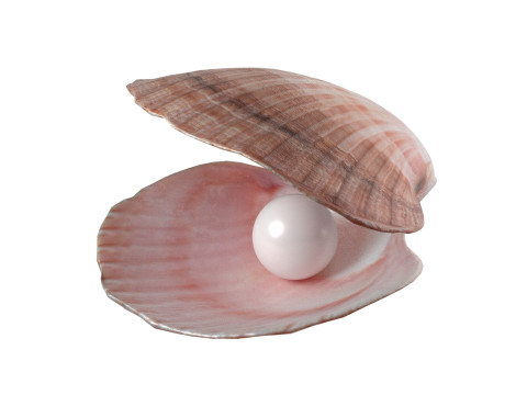 Conch shell pearl Modèle 3D