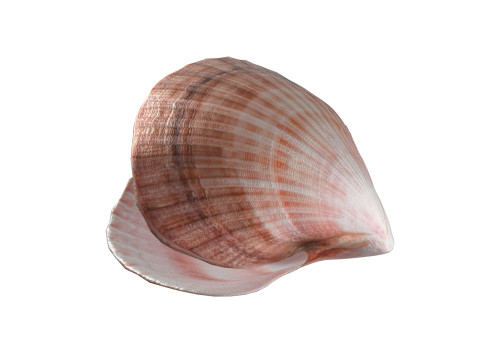 Conch shell pearl Modèle 3D