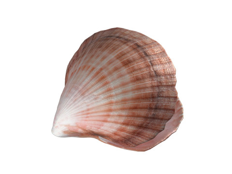 Conch shell pearl Modèle 3D