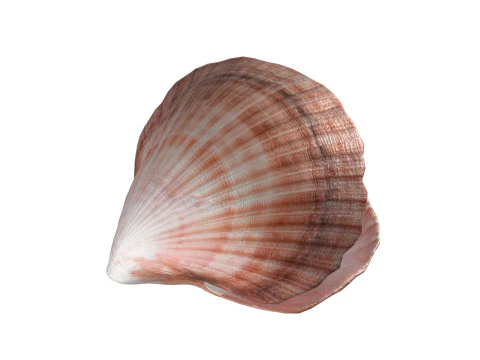 コンクシェルパール 3Dモデル