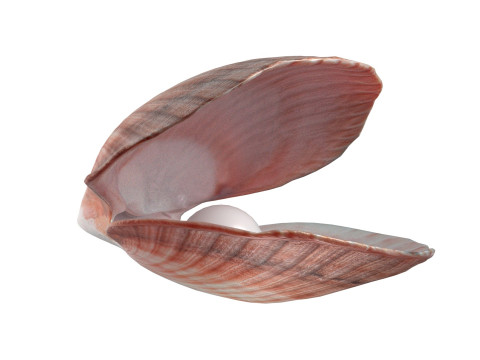 Conch shell pearl Modèle 3D