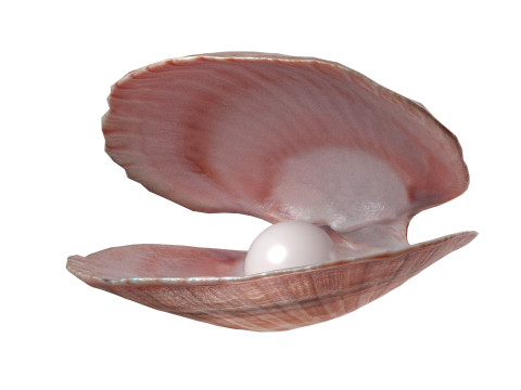 Conch shell pearl Modèle 3D