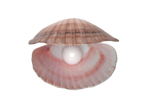 Conch shell pearl Modèle 3D