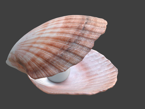 Conch shell pearl Modèle 3D