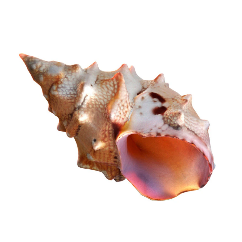 Conch shell v2 3D Model .c4d .max .obj .3ds .fbx .stl .blend 