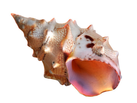 Conch shell v2 3D-Modell