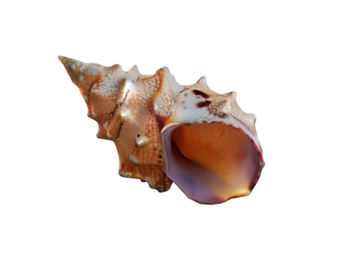 Conch shell v2 3D Model
