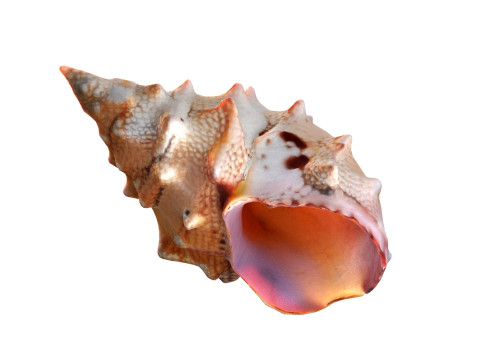 Conch shell v2 3D Model