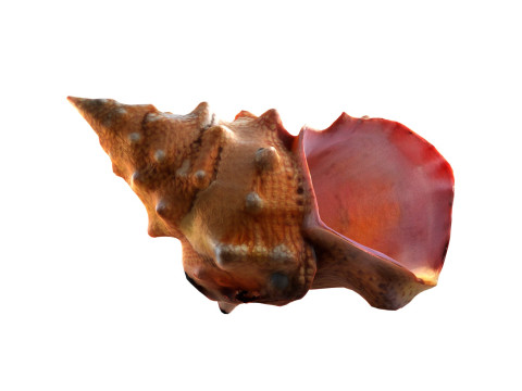 Conch shell v2 3D Model