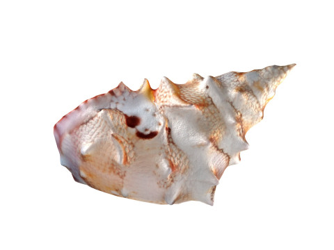 Conch shell v2 3D Model