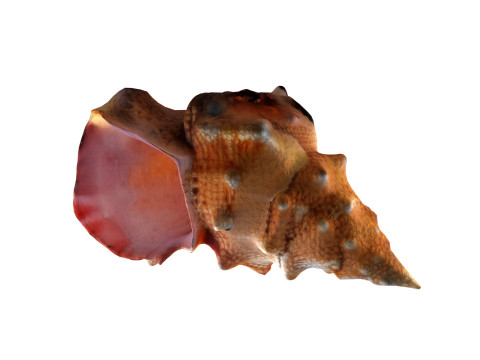 Conch shell v2 3D Model
