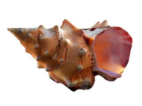 Conch shell v2 3D Model