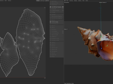 Conch shell v2 3D Model