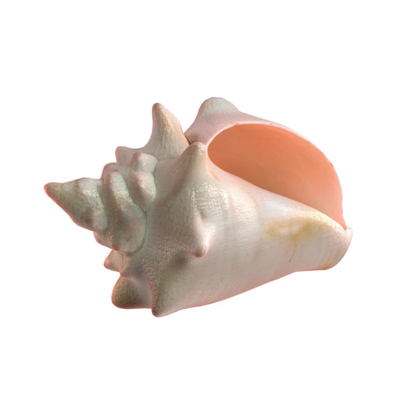 Conch shell v3 3D Model .c4d .max .obj .3ds .fbx .stl .blend 