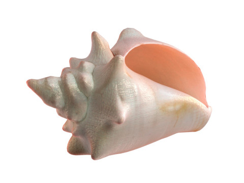 Conch shell v3 3D-Modell