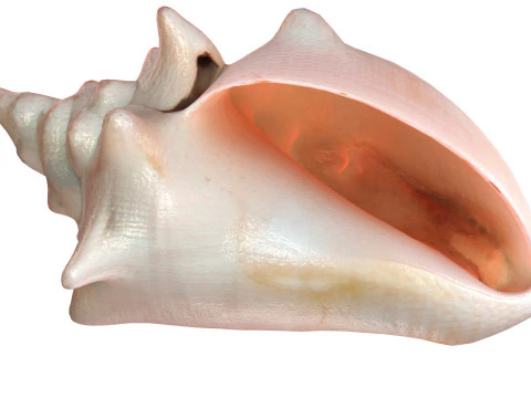 Conch shell v3 3D Model