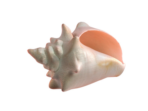 Conch shell v3 3D Model