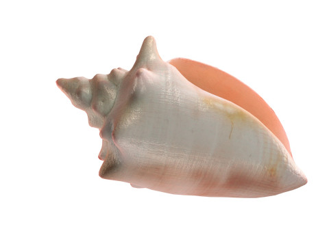 Conch shell v3 3D Model